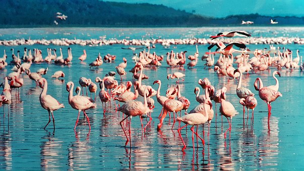 Partir pour une aventure exceptionnelle  dans la nature kenyane agence de voyage
